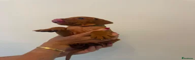 Hungarian Vizsla 5