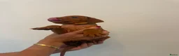 Hungarian Vizsla dogs for sale: KC Hungarian Vizsla Puppies - Advert 15