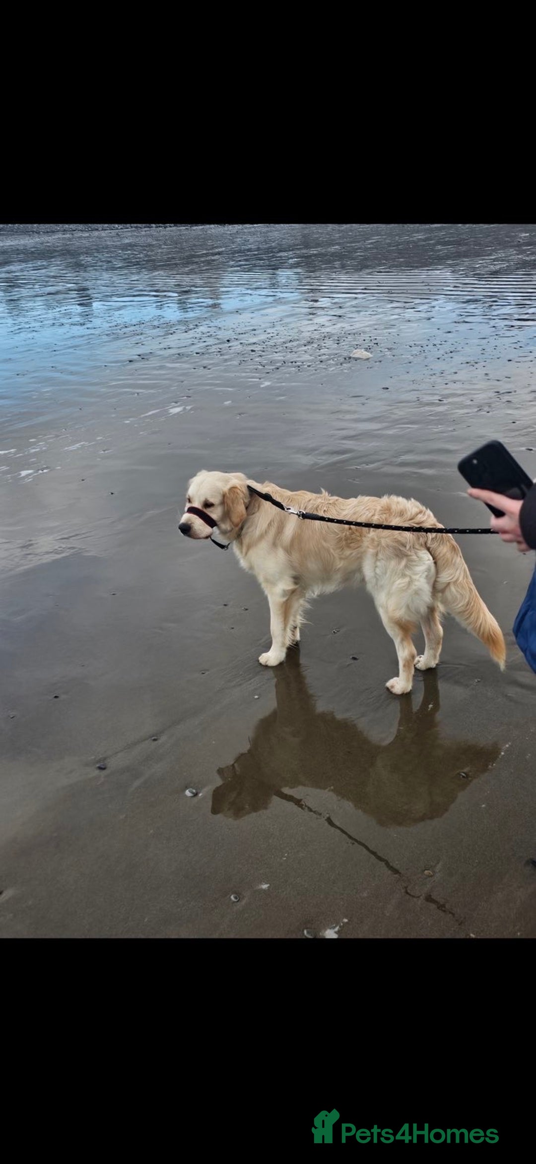 Golden Retriever dogs for sale: Golden retriever male 11 months old - Advert 4