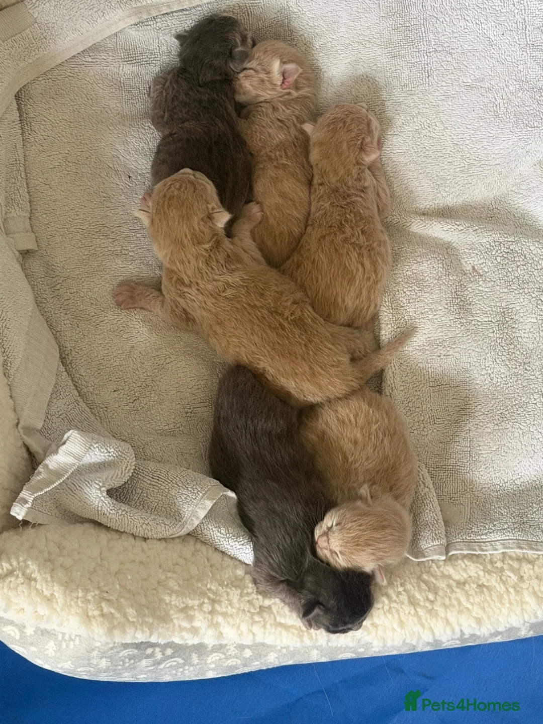 Ragdoll cats for sale: Ragdoll x Maine Coon Rare and Stunning - Advert 5