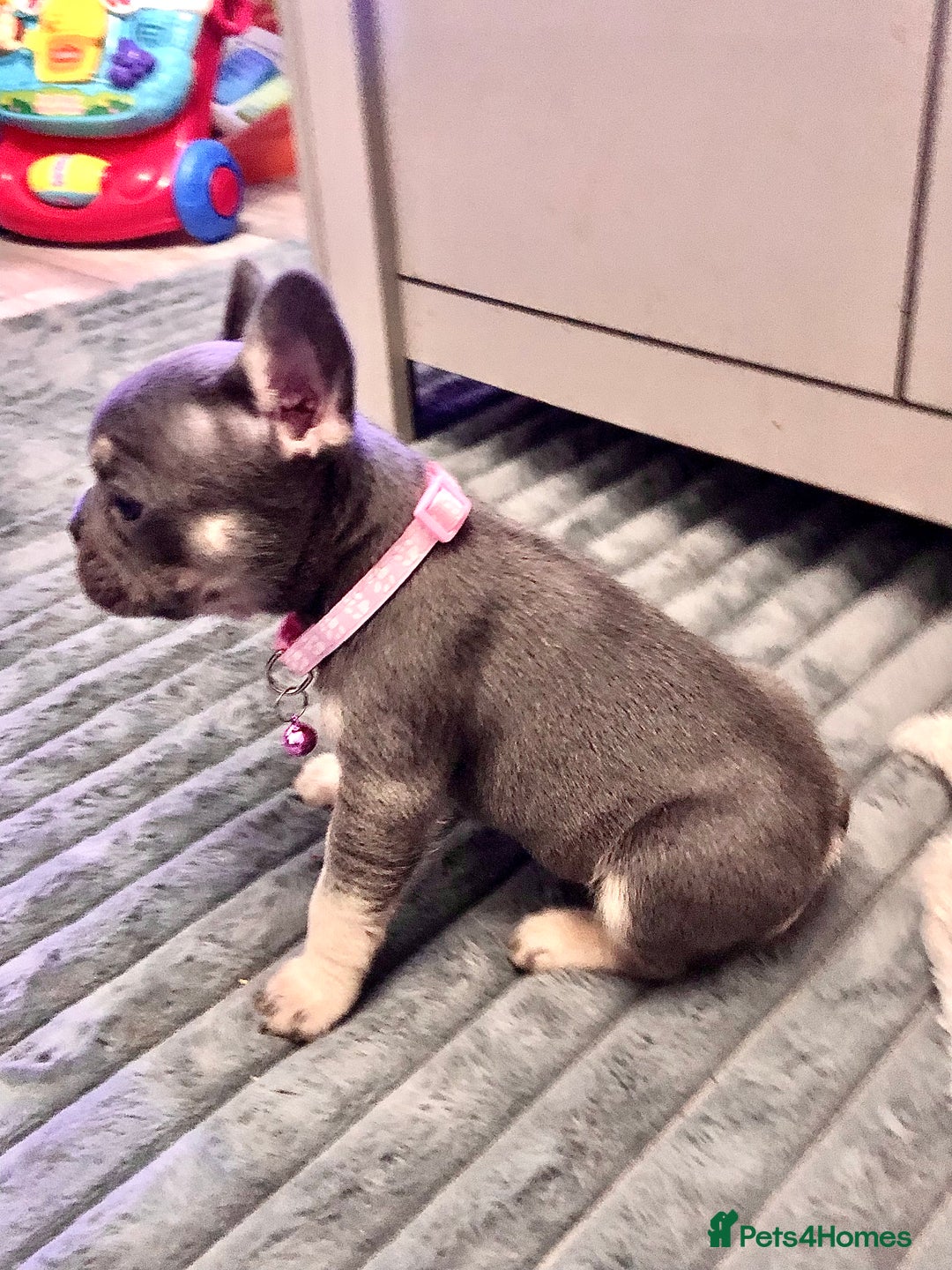 French Bulldog dogs for sale: Blue & tan French bulldogs  - Advert 7