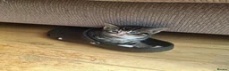 Mixed Breed cats for sale: Kittens in Walton-on-Thames - Advert 14