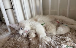 Ragdoll cats for sale: Beautiful Ragdoll gccf registered - Image 12