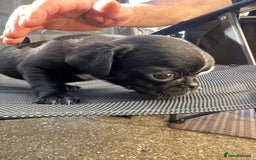 Pug dogs for sale: 🐾Four adorable pug puppies🐾 - Image 5