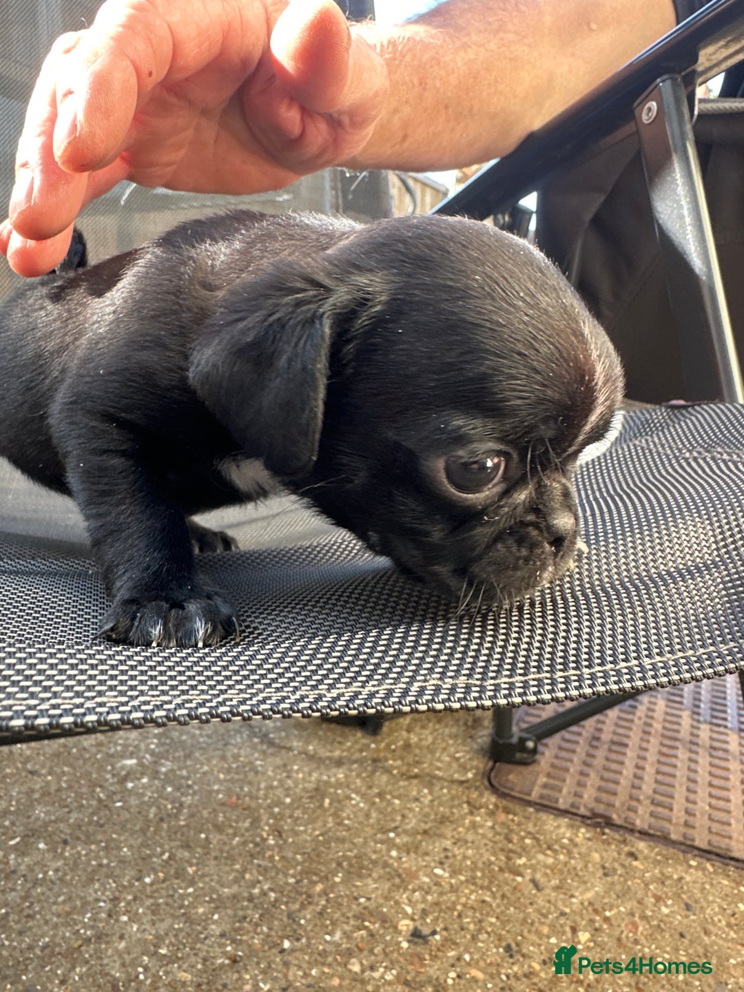 Pug dogs for sale: 🐾Four adorable pug puppies🐾 - Image 5