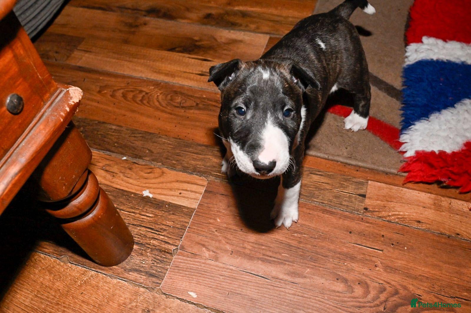English Bull Terrier dogs Stunning English Bull Terrier puppies - Advert 2