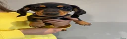 Dachshund dogs for sale: Stunning Standard Datchhound puppies    - Advert 6
