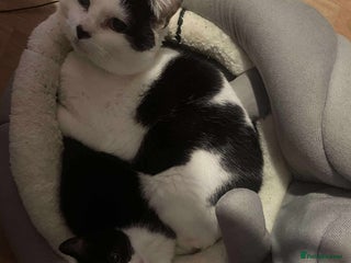 Scottish Fold cats 4 half Scottish fold kittens - Advert 1