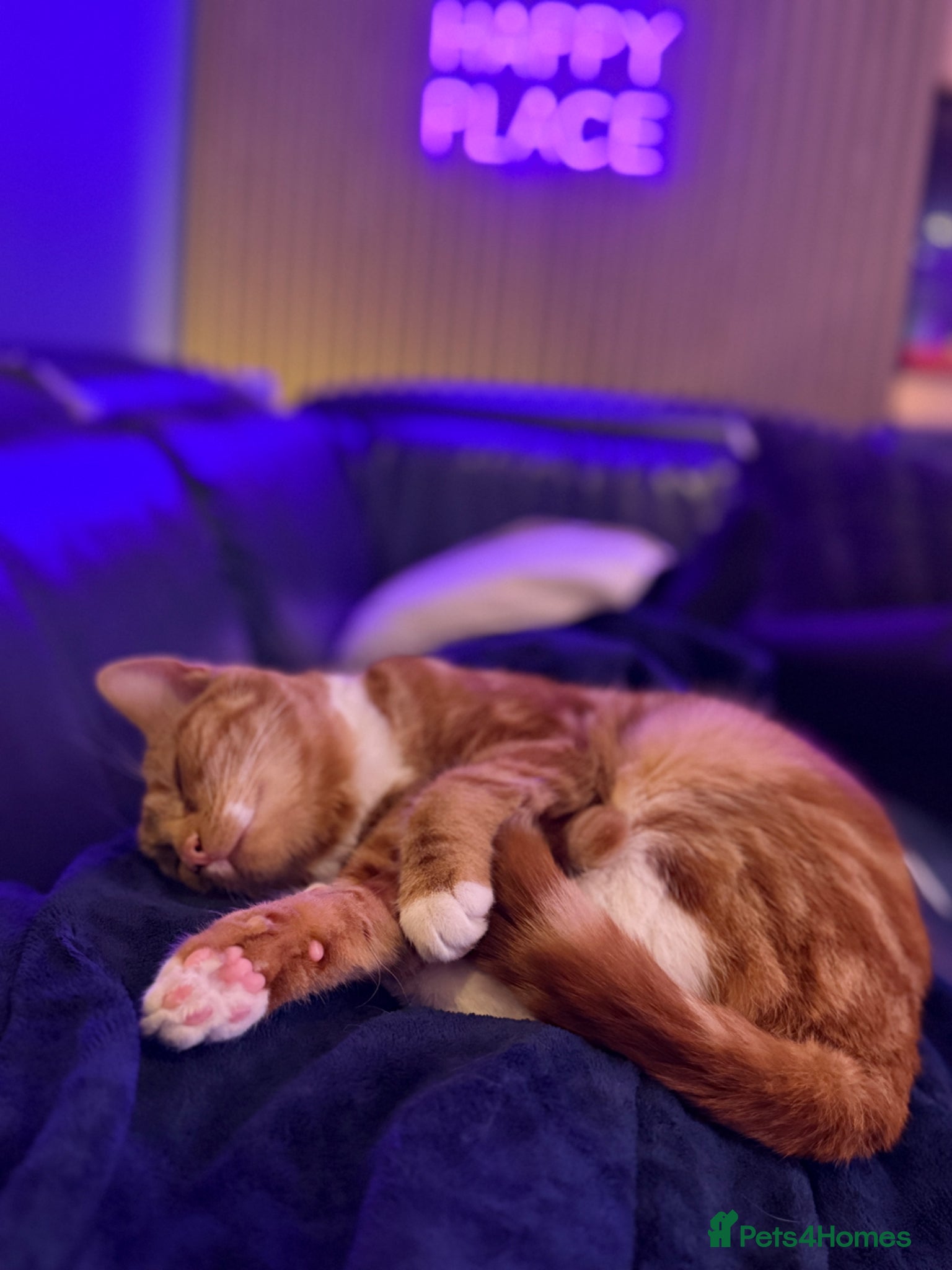 Mixed Breed cats  9 month ginger girl looking for forever home. - Advert 2