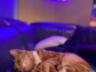 Mixed Breed cats 9 month ginger girl looking for forever home. - Advert 1