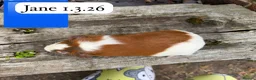 Guinea Pig rodents for sale: Gorgeous baby guinea pigs. Sheffield - Advert 5