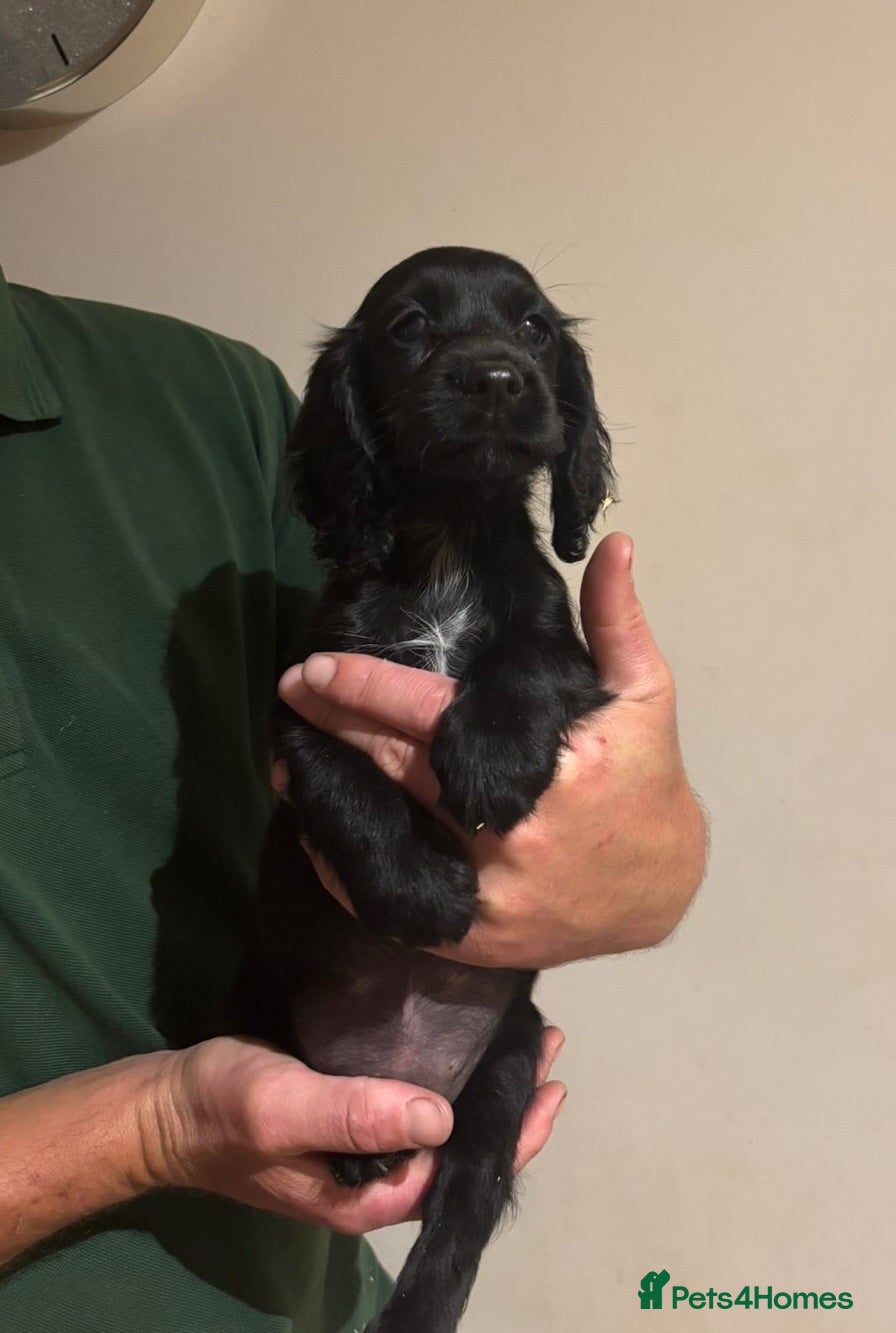 Cocker Spaniel dogs Black KC Registered Cocker Spaniel Bitch Ready Now - Advert 3