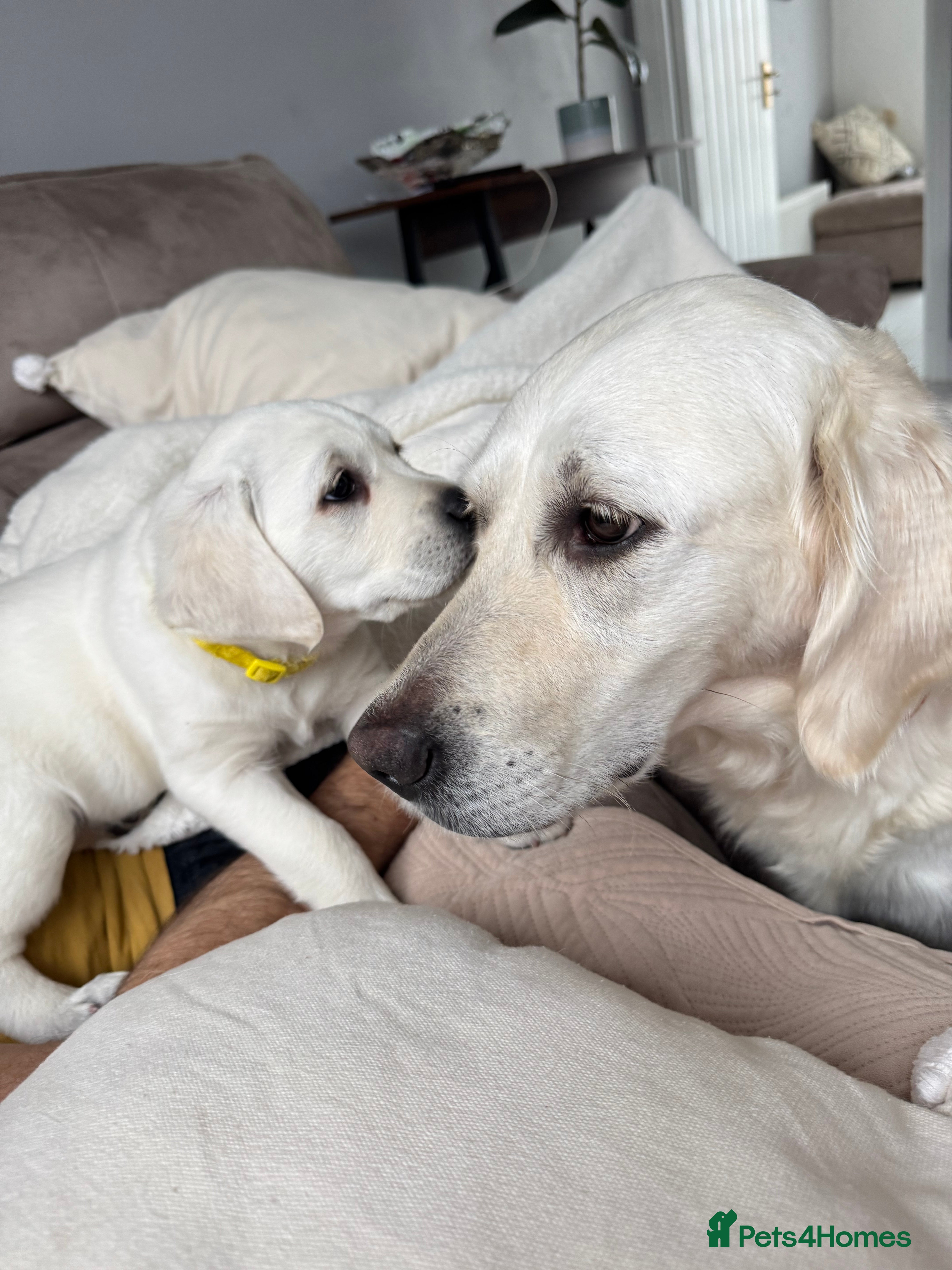 Goldador dogs Adorable White Golden Retriever x Labrador Pups  - Advert 13