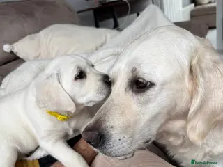 Goldador dogs Adorable White Golden Retriever x Labrador Pups - Advert 13