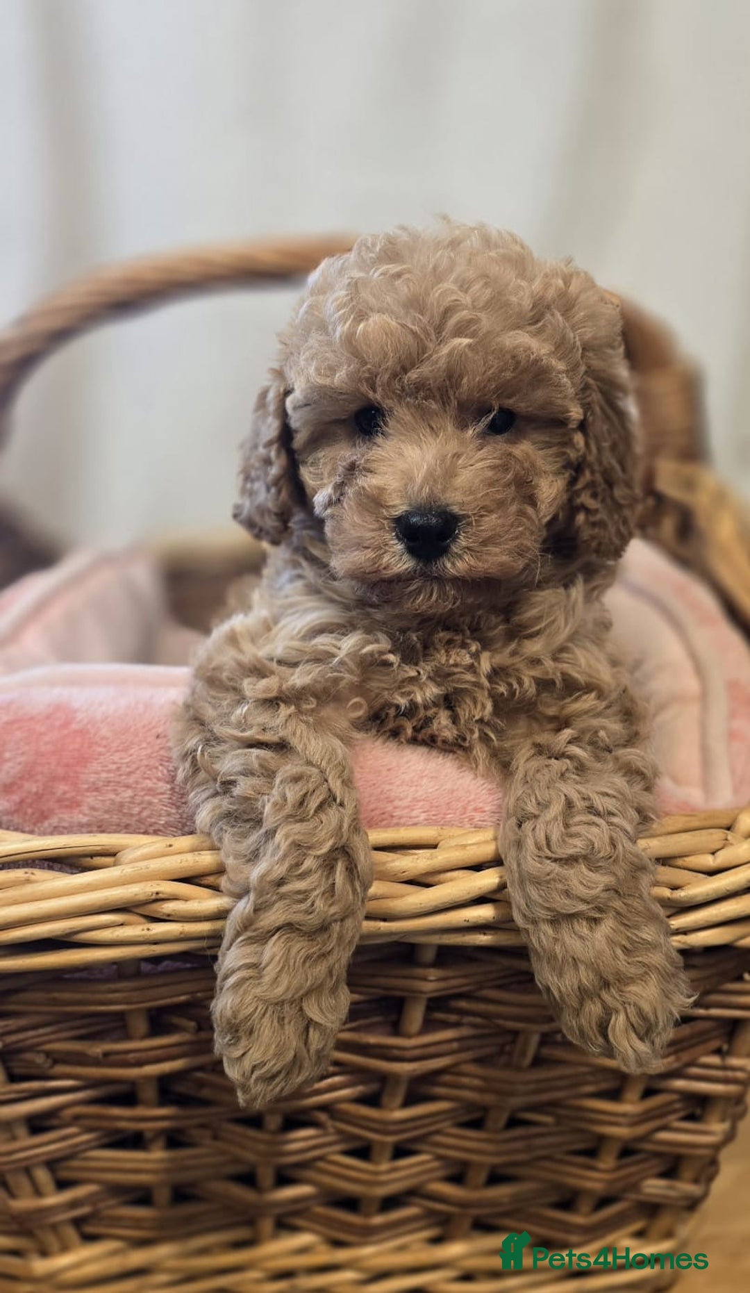 Cockapoo dogs for sale: Cockapoo puppies  - Advert 6