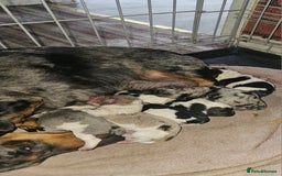 Mixed Breed dogs for sale: Dachshund x jack russell x shih-tzu pups - Image 2