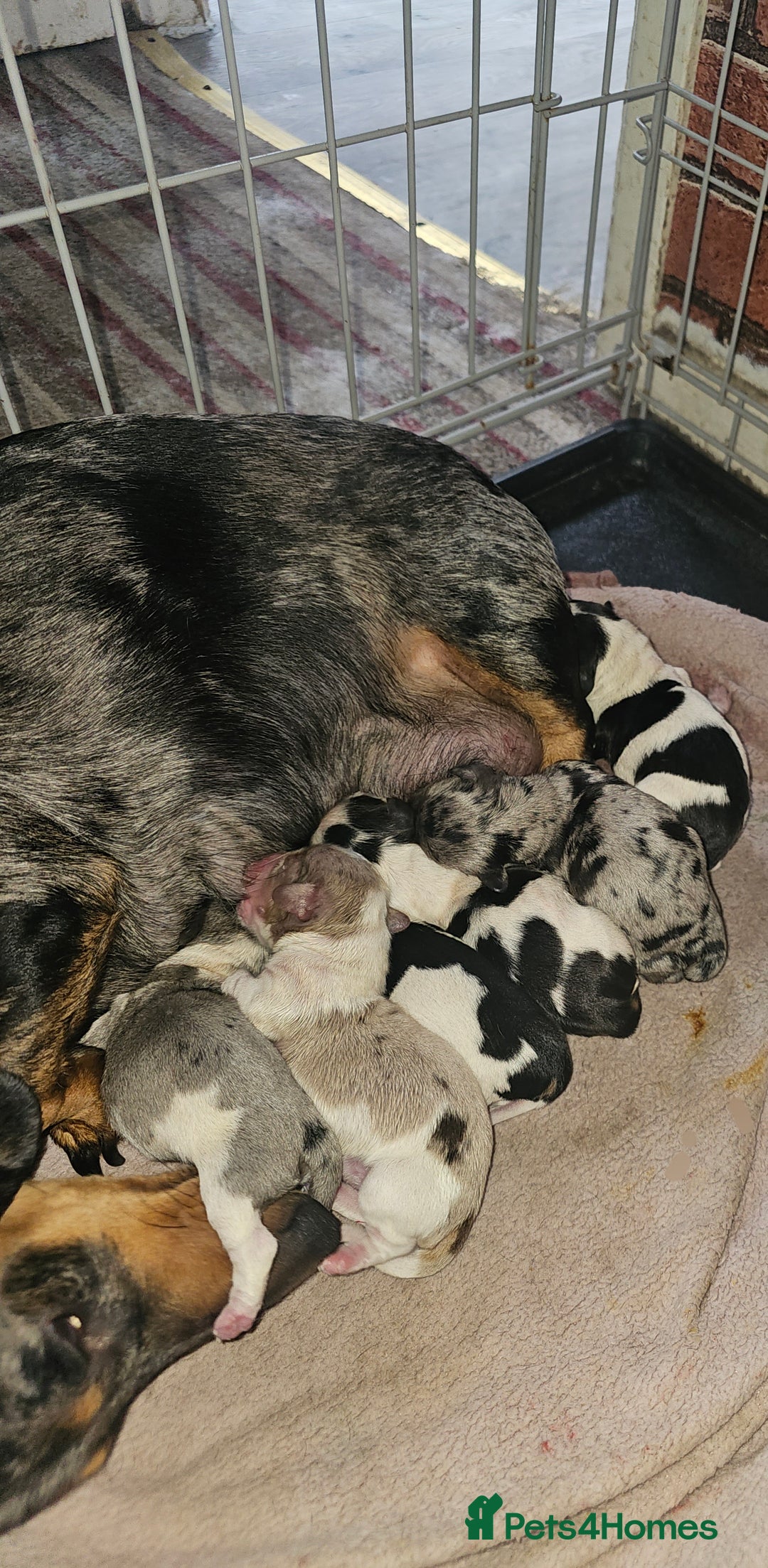 Mixed Breed dogs for sale: Dachshund x jack russell x shih-tzu pups - Image 2