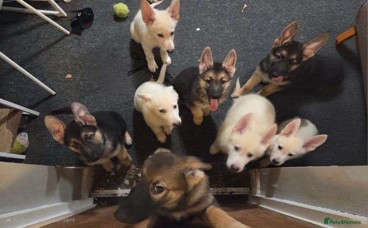 German Shepherd dogs - Advert 6