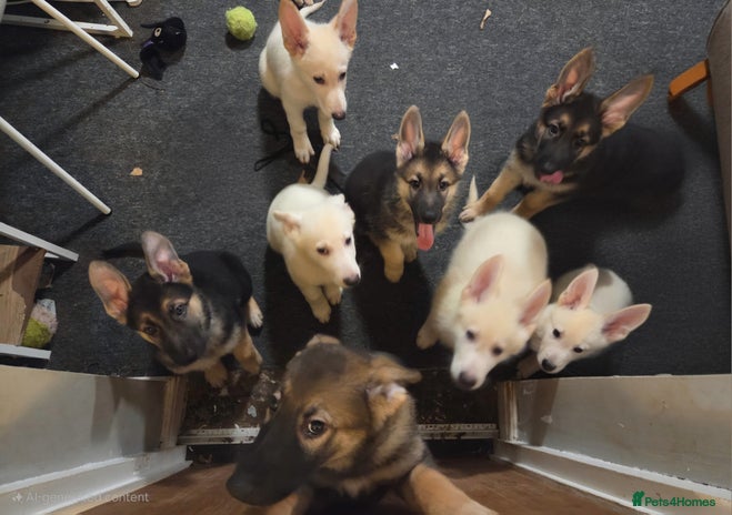 German Shepherd dogs - Advert 6