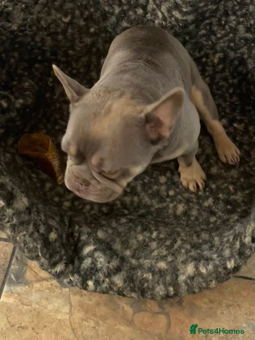 French Bulldog dogs for sale: KC REGISTERED HEALTH TESTED FRENCH BULLDOGS  - Advert 10