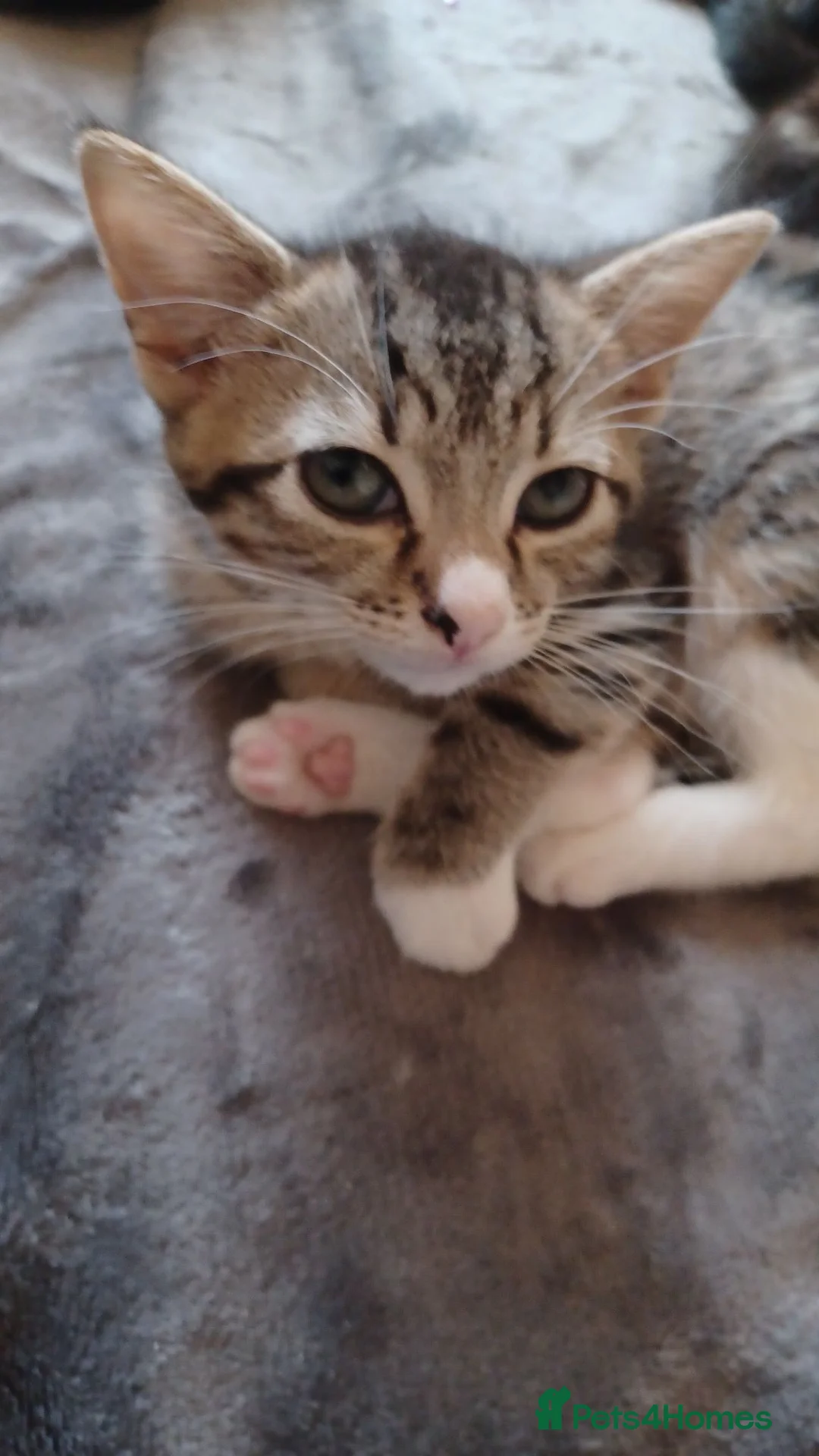 Mixed Breed cats for sale: 5 kittys  - Advert 1