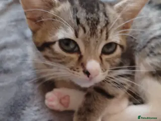 Mixed Breed cats 5 kittys - Advert 5