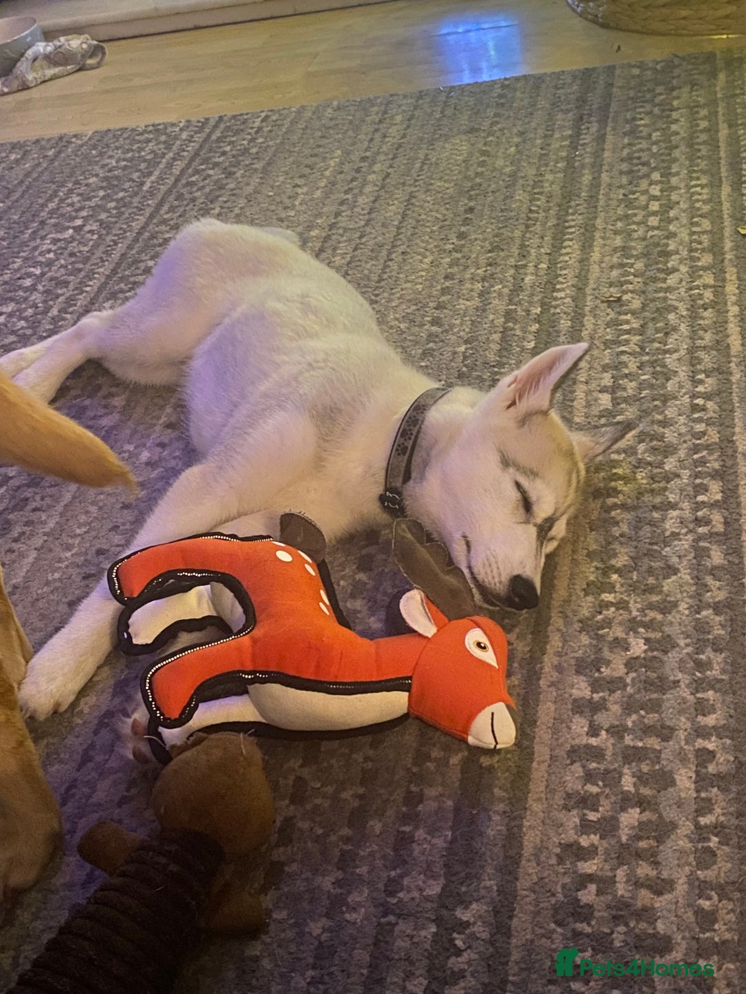 Siberian Husky dogs for sale: Husky puppy Male - Image 2