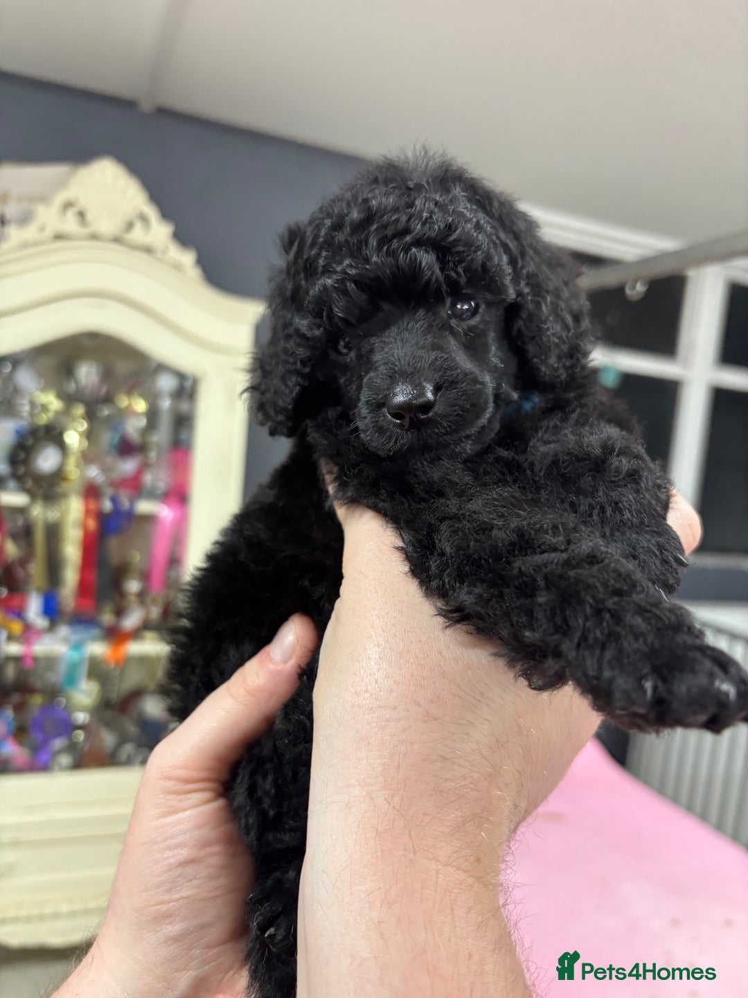 Miniature Poodle dogs for sale: Miniature poodle puppy’s  - Advert 5