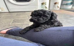 Toy Poodle dogs for sale: Stunning Toy Poodle puppys in London - Image 5