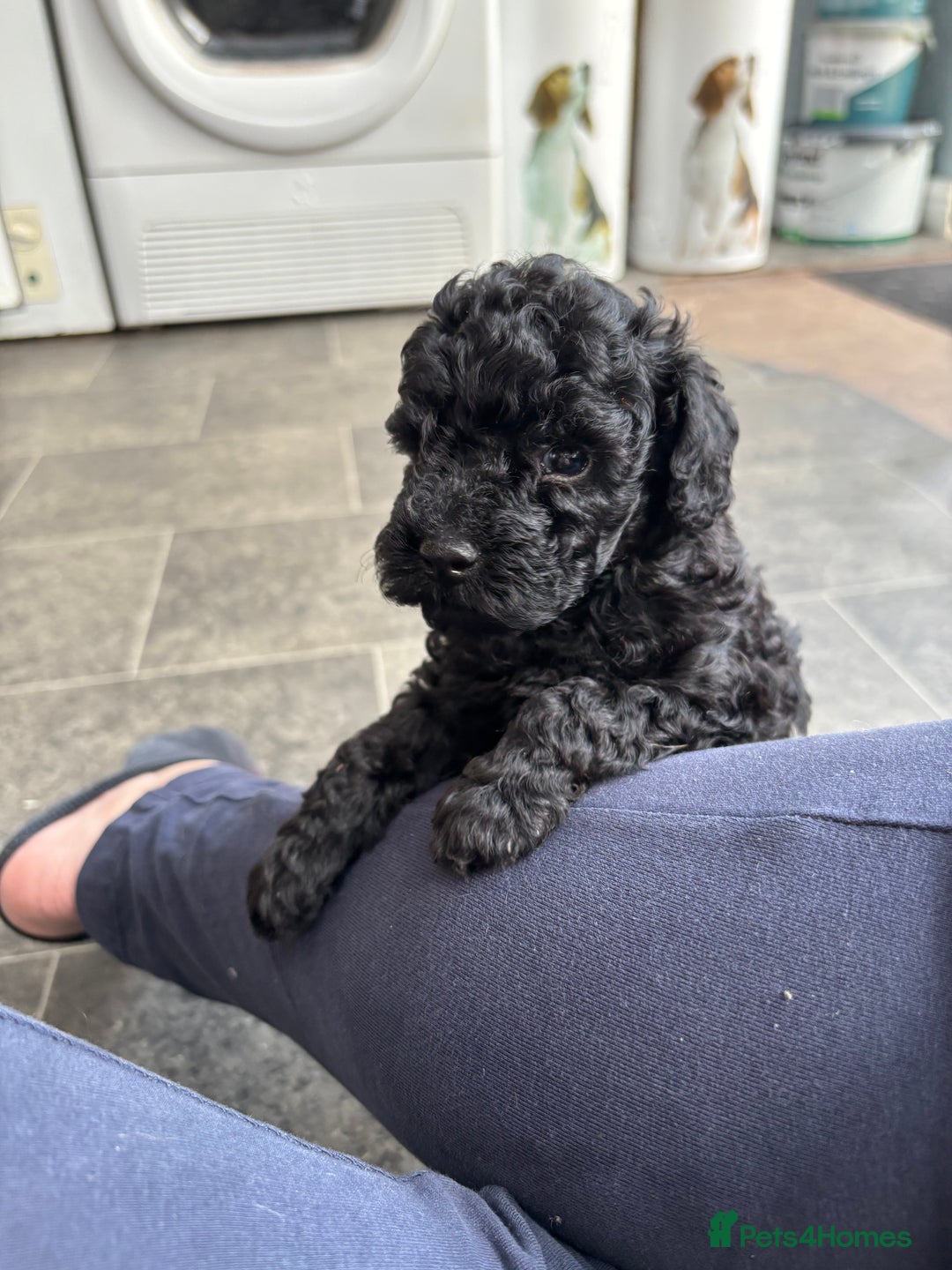 Toy Poodle dogs for sale: Stunning Toy Poodle puppys in London - Image 5