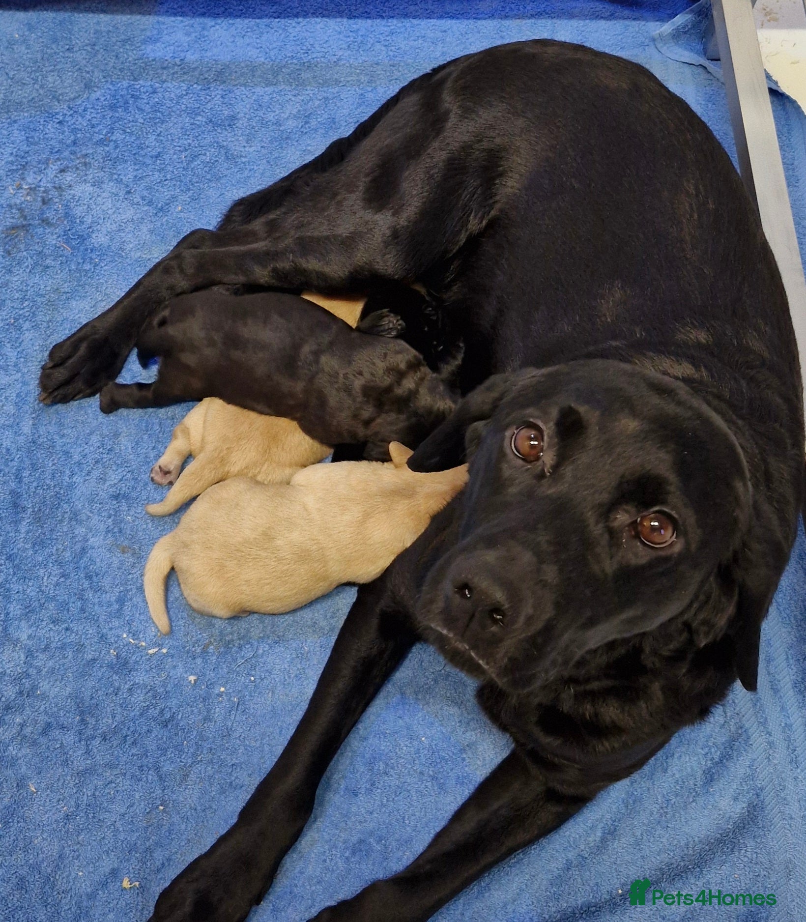 Labrador Retriever dogs Gorgeous Lab Pups From Health Tested Parents  - Advert 1