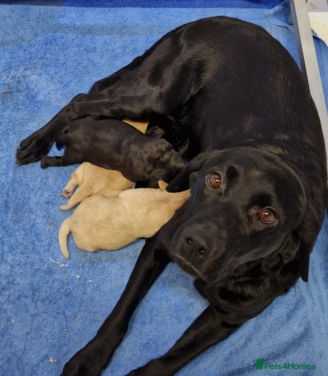 Labrador Retriever dogs for sale: Gorgeous Lab Pups From Health Tested Parents  in Devizes - Advert 1