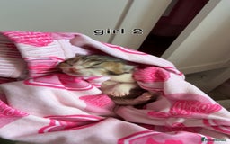 Scottish Fold cats for sale: 2 girl mixed scottish fold kittens  - Image 9