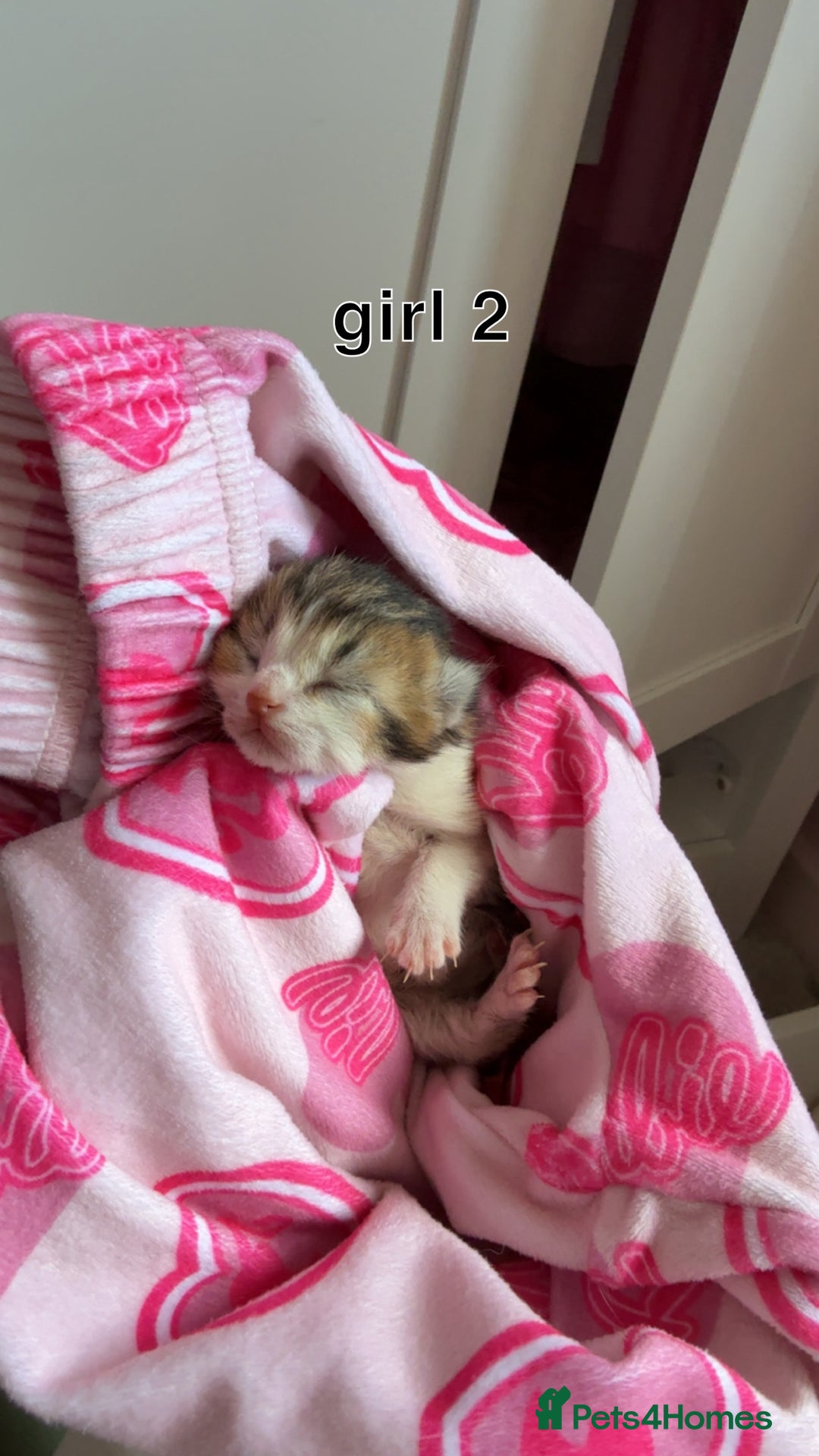 Scottish Fold cats for sale: 2 girl mixed scottish fold kittens  - Image 9