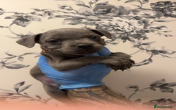 Staffordshire Bull Terrier dogs for sale:  Beautiful blue staffy litter amazing bloodlines - Image 16