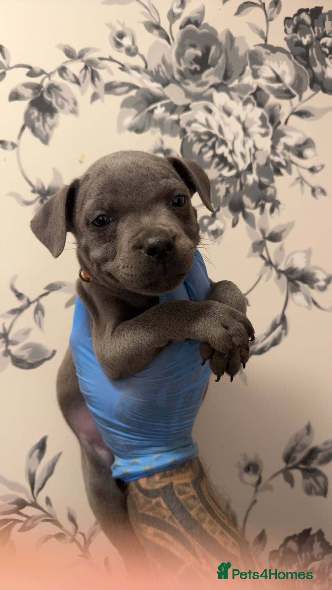 Staffordshire Bull Terrier dogs for sale:  Beautiful blue staffy litter amazing bloodlines - Image 16