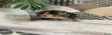 Maine Coon Kitten 5