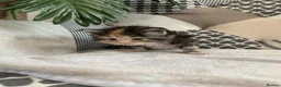 Maine Coon cats for sale: 5 x Stunning GCCF Registered Maine Coon Kittens - Advert 12