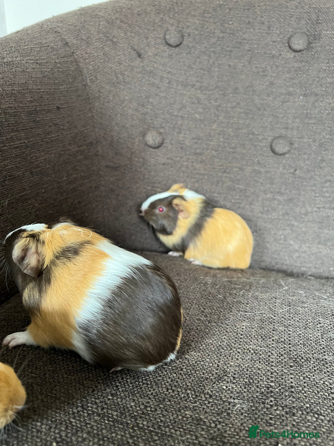 Guinea Pig rodents for sale: Baby BOY Guinea Pigs - Image 6