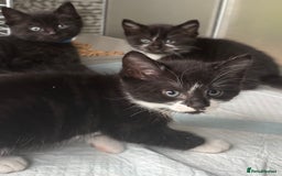 Mixed Breed cats for sale: 4 beautiful kittens - Image 11