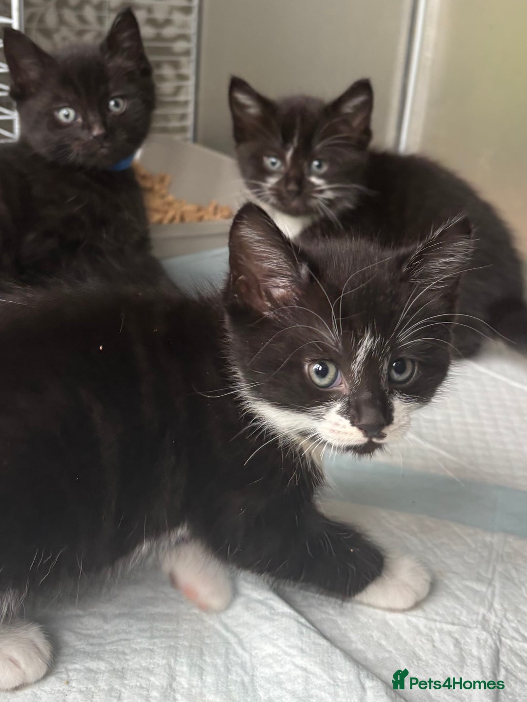 Mixed Breed cats for sale: 4 beautiful kittens - Image 11