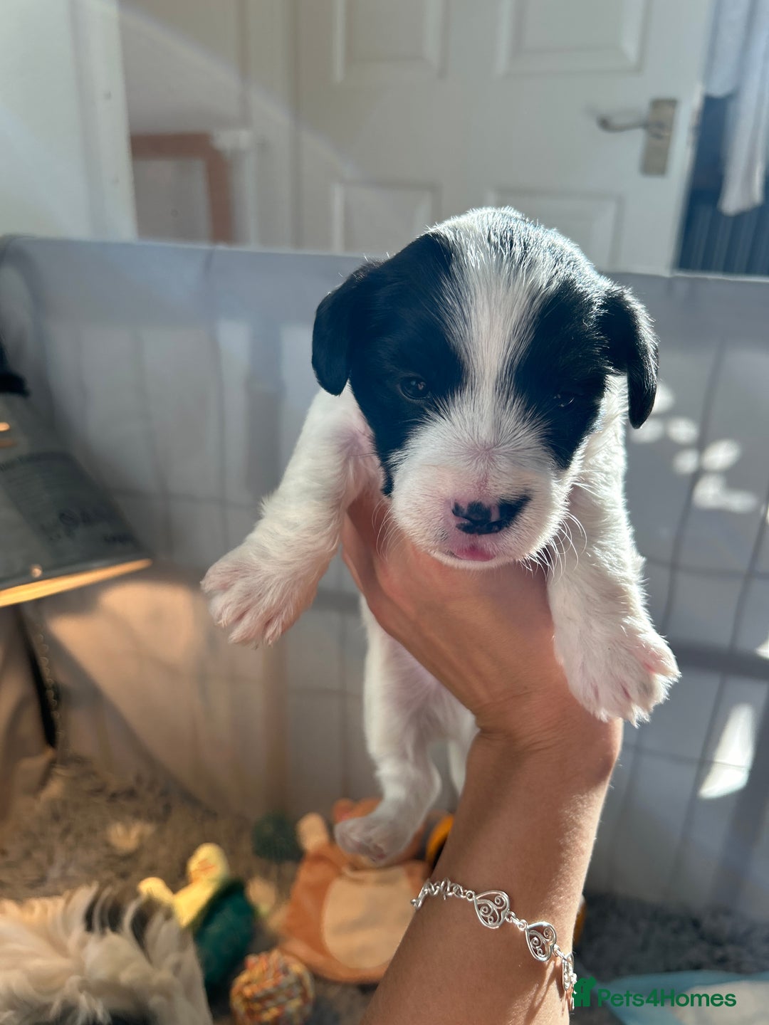Sealyham Terrier dogs for sale: Sealyham terrier crosses 1 boy available  - Advert 10