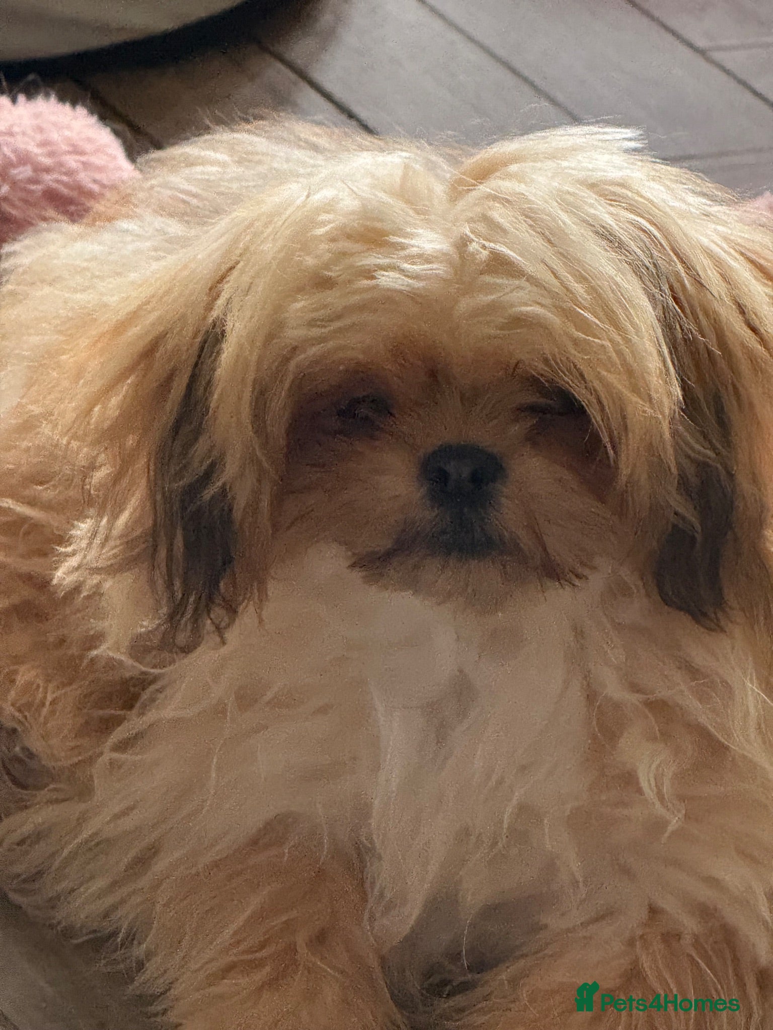 Mixed Breed dogs f1 Pomeranian x Shihtzu health checked  - Advert 2