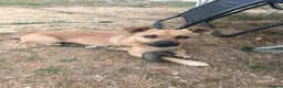 Mixed Breed dogs for sale: Jackaranian Boy 10 months old in Bracknell - Advert 8