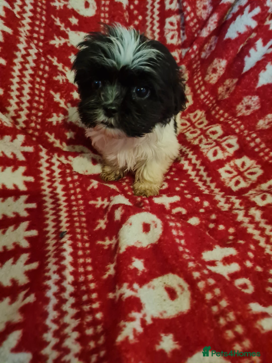 Mixed Breed dogs for sale: Tebetan terrier x shih tzu  - Image 13