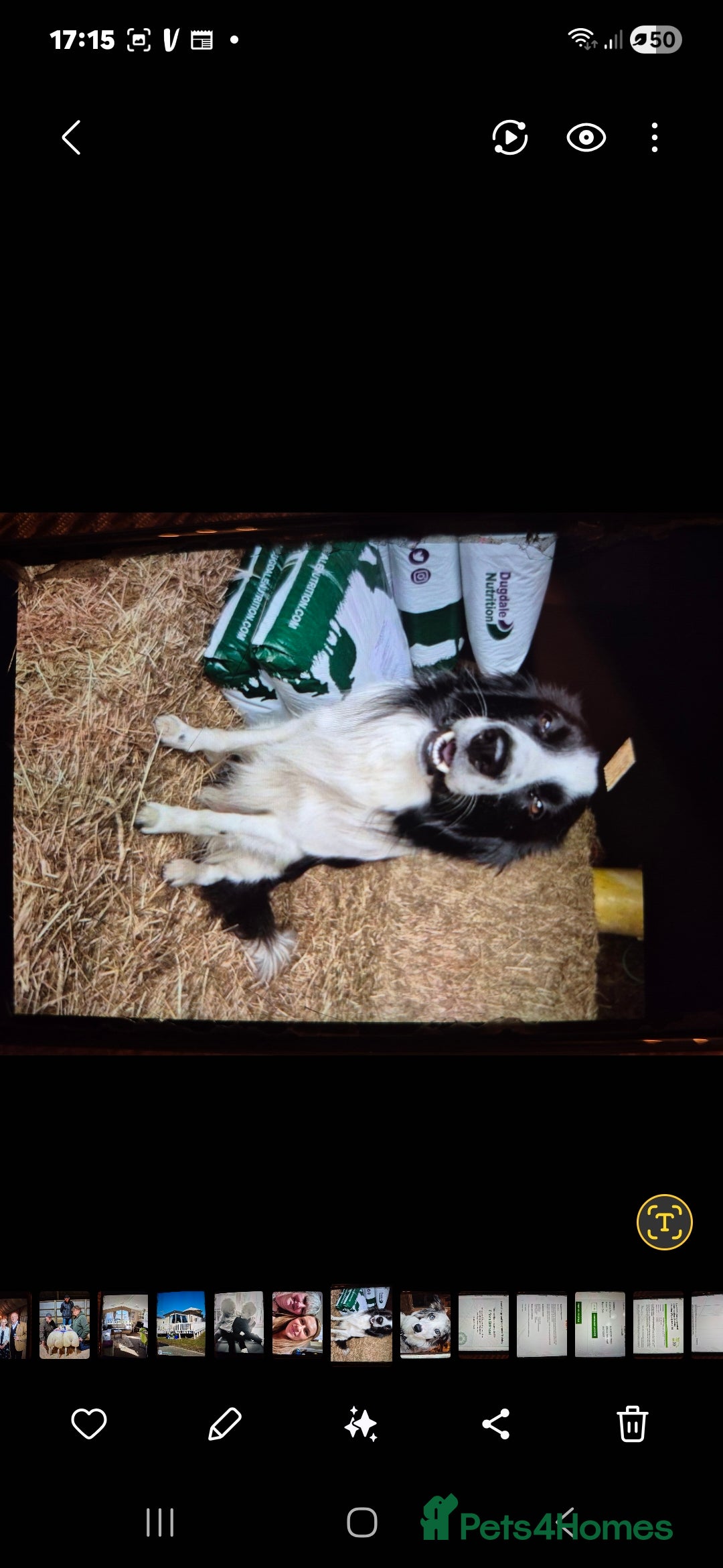 Border Collie dogs for sale: Blue Merles puppies  - Advert 24