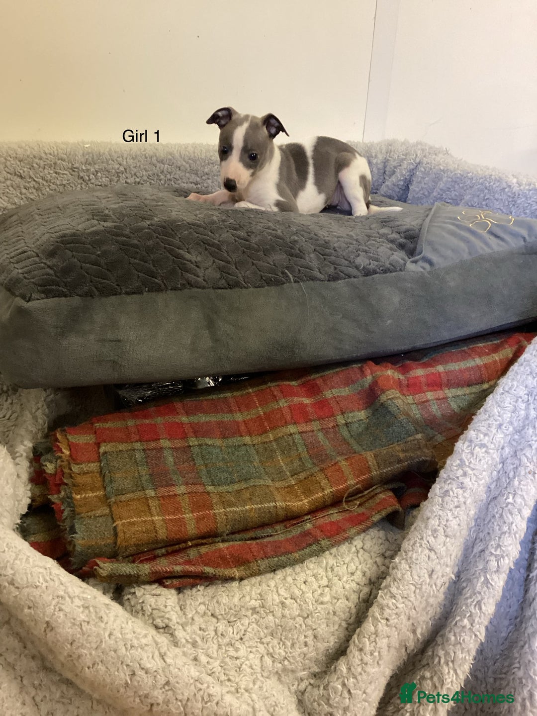 Whippet dogs for sale: Whippets  - Image 10