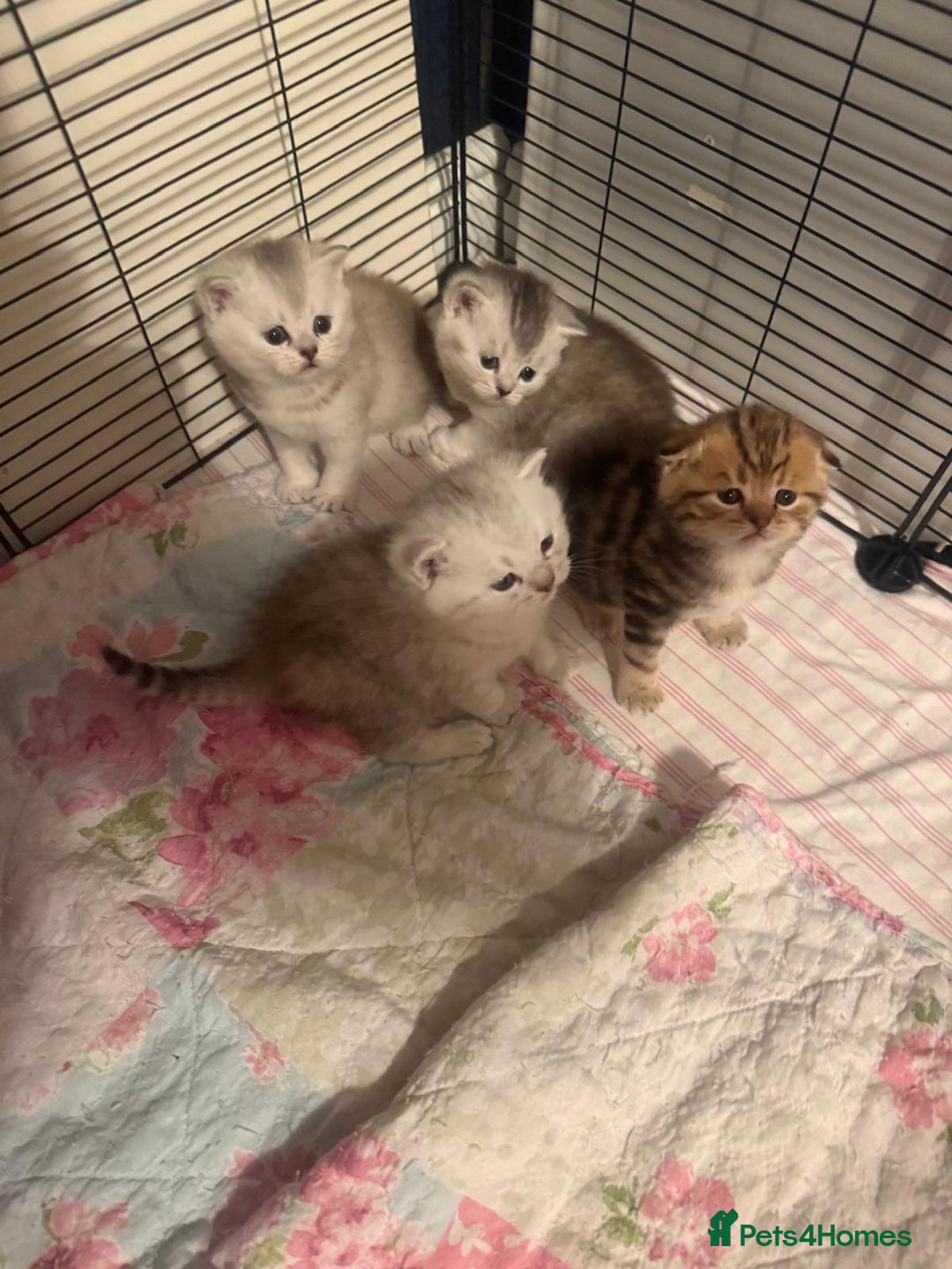 British Shorthair cats for sale: 🥰Beautiful kittens with rare colouring🥰 - Image 30