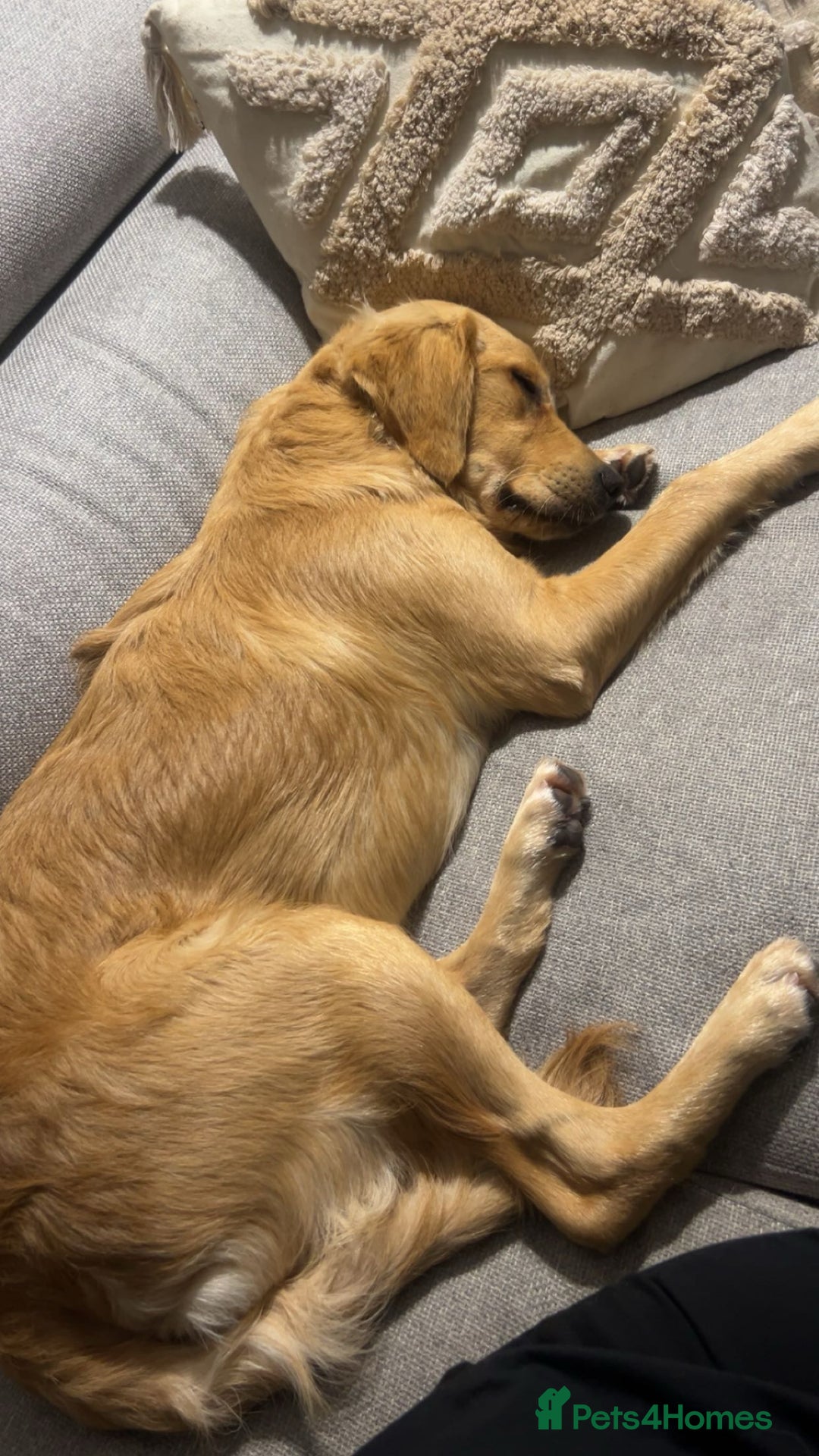 Golden Retriever dogs for sale: Golden Retriever  - Image 3