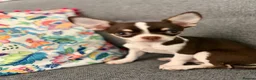 Chihuahua dogs for sale: Beautiful Severn  month old female Chihuahua in Loughborough - Advert 1